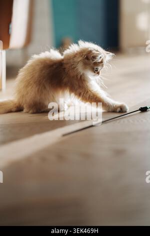 Ein flauschiges goldenes und cremefarbenes Kätzchen Stockfoto