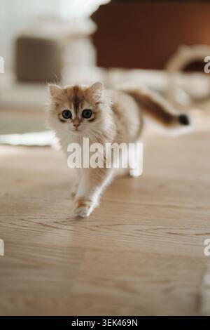 Ein flauschiges goldenes und cremefarbenes Kätzchen Stockfoto