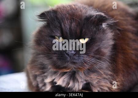 Eine Smoking-Katze, die an einem Fenster sitzt und einen Vogel draußen ansieht, an einem hellen Tag, mit Spiegelung der Katze Stockfoto