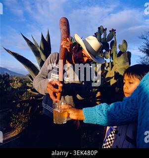 Ein Mann in Mexiko extrahiert mit einem Flaschenkürbis Flüssigkeit aus einer Pflanze in einem Glas, das von einem Kind halten wird. Im Hintergrund sind Agaven und Kakteen zu sehen. Mexiko, um 1988. Stockfoto