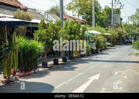 Straße zwischen Pavillons am Chatuchak Pflanzenmarkt in Bangkok mit verschiedenen exotischen Pflanzen zum Verkauf Stockfoto