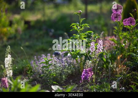 Blühendes verbascum wächst von violetten Allien, nepeta, Pfingstrosen auf Blumenbeeten im Frühlingsgarten. Schöne Staudenblüten im Mai Stockfoto