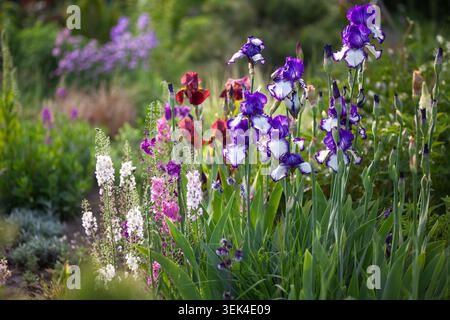 Wunderschönes Frühlingsblumenbeet mit blühenden bärtigen Iris, verbascum und Aquilegia Blumen. Dekorative Gartenlandschaft im Mai Stockfoto