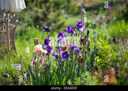 Wunderschönes Frühlingsblumenbeet mit blühenden bärtigen Iris, verbascum und Aquilegia Blumen. Dekorative Gartenlandschaft im Mai Stockfoto