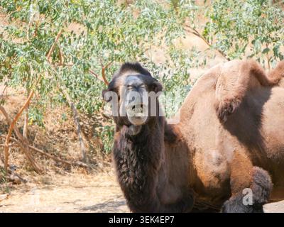 Der hochmütige Blick des Baktrischen Kamels. Stockfoto