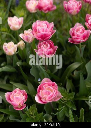 Aus nächster Nähe sehen Sie rosa Tulpen, die im Freien in einem lebhaften Frühlingsgarten blühen Stockfoto