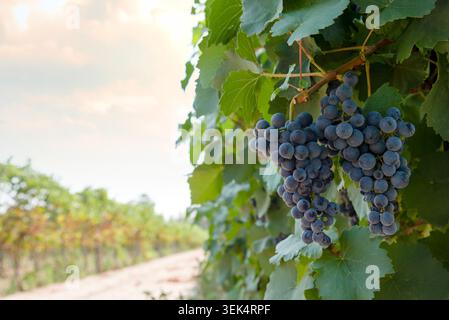 Bündel schwarzen Trauben im Weinberg Stockfoto