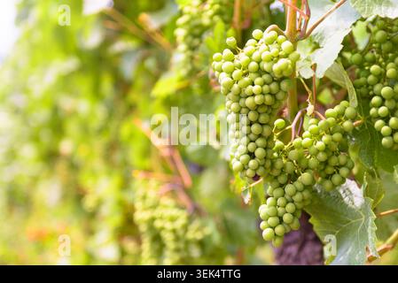 Eine Nahaufnahme einer Gruppe unreifer grüner Trauben, die an einer Weinrebe in einem Weinberg hängen. Die Trauben sind dicht verpackt und umgeben von großen, vibr Stockfoto