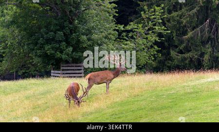 Zwei männliche Rotwild mit großen Samtgeweihen sind auf einer grasbewachsenen Wiese. Ein Hirsch steht aufrecht und blickt nach rechts, während der andere weiter weidet Stockfoto