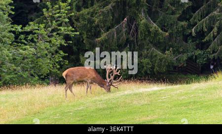 Ein männlicher Hirsch oder Hirsch mit großem Samtgeweih wird im Profil gefangen, während er auf einer leuchtend grünen Wiese weidet. Das Tier hat ein braunes Fell und ist Acti Stockfoto