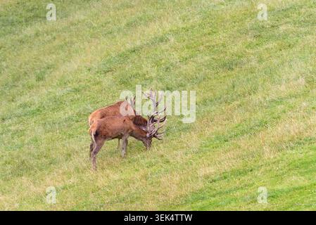 Ein Schuss von zwei männlichen Hirschen, oder Hirschen, die zusammen auf einem steilen, grasbewachsenen Hügel grasen. Beide Tiere haben braune Felle und sichtbare Geweihe, und sie Stockfoto