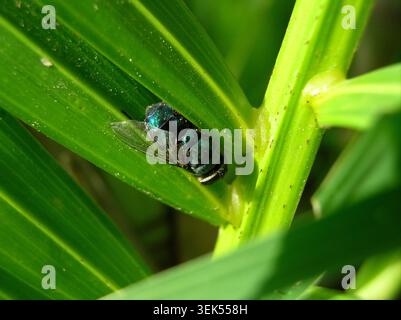 Makroansicht einer glänzend schillernden blauen Metallic-Fliege auf einer leuchtend grünen strukturierten Blattoberfläche unter direktem Sonnenlicht. Stockfoto