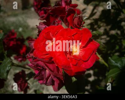 Aus nächster Nähe sehen Sie leuchtende rote Rosen, die auf einem Busch im Garten blühen. Stockfoto