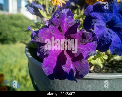 Nahaufnahme von dunkelvioletten Petunie-Blüten, die in einem hängenden Topf in einem Garten blühen. Stockfoto