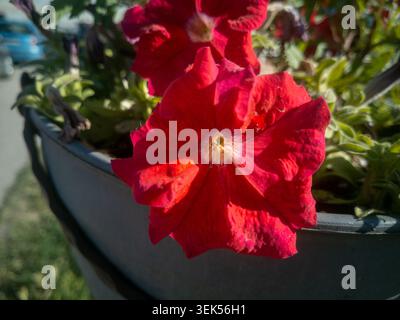 Aus nächster Nähe sehen Sie leuchtende rote Petunenblüten in einem großen Pflanzgefäß. Stockfoto