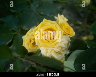 Aus nächster Nähe sehen Sie wunderschöne gelbe Rosen, die auf einem Busch im Garten blühen. Stockfoto