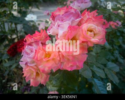 Aus nächster Nähe sehen Sie wunderschöne bunte rosafarbene und orangene Blumenbunda-Rosen, die in einem Parkgarten blühen. Stockfoto