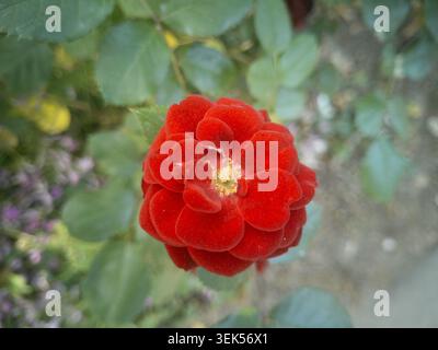 Blick aus einem hohen Winkel auf eine wunderschöne leuchtende rote Rose, die auf einem Busch im Garten blüht. Stockfoto