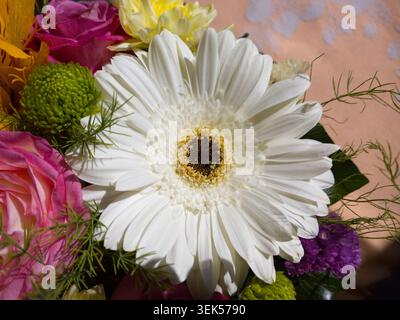 Nahansicht einer wunderschönen weißen Gerbera Gänseblümchenblume in einem bunten Blumenstrauß. Stockfoto