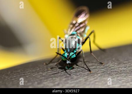 Makro-Nahaufnahme eines leuchtend grünen metallischen Insekts der Blowfly auf strukturierter dunkler Oberfläche mit hellgelbem, verschwommenem Hintergrund, der natürliches Be zeigt Stockfoto