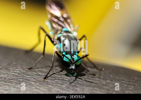 Makrofotografie von metallischen grünen Fliegeninsektenwanzen Detail Nahaufnahme auf strukturierter Oberfläche mit hellgelbem, verschwommenem Hintergrund, der natürliches W zeigt Stockfoto