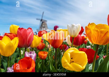 Farbenfrohe Tulpen auf einem Feld mit einer Windmühle an einem sonnigen Tag in den Niederlanden, Holland Stockfoto