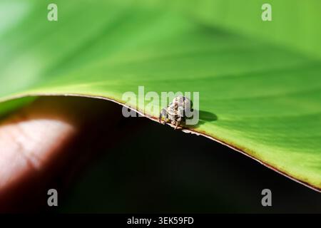 Kuriose winzige springende Spinne, die auf hellgrünem Blattrand ruht, während die makroökonomische Naturbeobachtung eine ruhige Arachnie zeigt, die eng mit der menschlichen Flosse interagiert Stockfoto