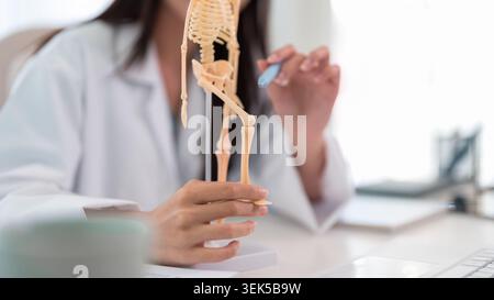 Medizinisches Fachpersonal untersucht anatomisches Skelettmodell in der Arztpraxis mit Knochenstrukturanatomie Stockfoto