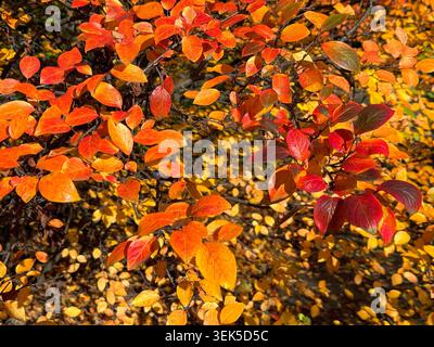 cotoneaster, Great orme Beere, Wild Cotoneaster Stockfoto