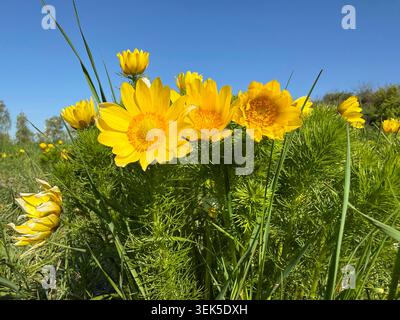 Adonis vernalis Frühlingshühnchenauge gelbe Blüten Stockfoto