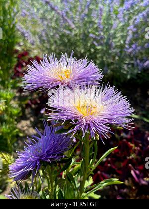 Lila aster Blumen im Garten Stockfoto