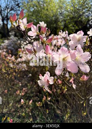 Rhododendron schlippenbachii Royal Azalea zarte rosa-weiße Blüten Stockfoto