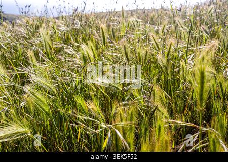 Wildgerste, Hordeum murinum, auch bekannt als Wandgerste oder Falschgerste, wächst im Norden Kaliforniens Stockfoto