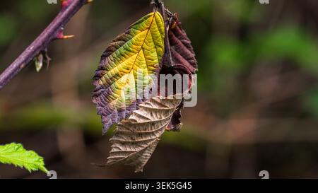 Detaillierte Makroaufnahme von grünen, gelben und violetten Herbstblättern mit selektivem Fokus und Bokeh Stockfoto