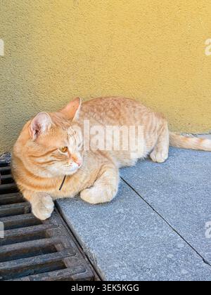 Entspannte Ginger Cat-Lounge auf dem Bürgersteig an der gelben Wand Stockfoto