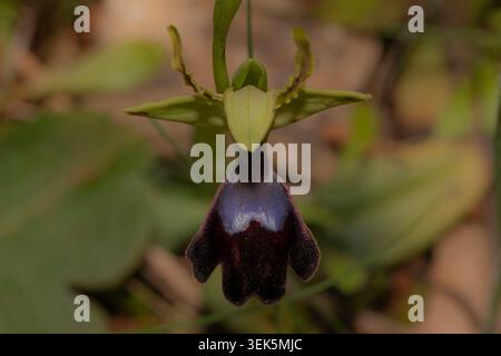 Detaillierte Vorderansicht einer Orchis atlantica Blume aus Sierra de Mijas, Málaga, mit Betonung von Symmetrie, Farbe und komplizierten Blumenmustern. Stockfoto