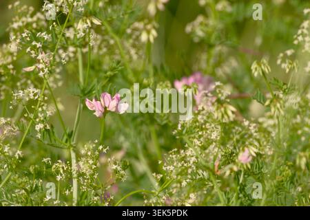 Kronenwicke blüht auf einer Sommerwiese vor einem sanften grünen Hintergrund Stockfoto