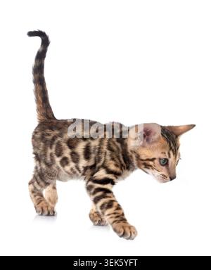 Bengal Katze vor weißem Hintergrund Stockfoto