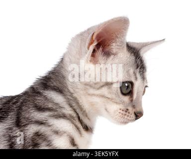Bengal Katze vor weißem Hintergrund Stockfoto