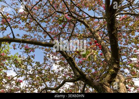Die ersten Blätter und Blütenblätter auf duftenden süßen Kirschblüten, zahlreiche schöne Kirschknospen und Blüten auf den Zweigen eines Baumes in einem Obstgarten in Stockfoto