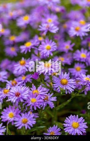 Diese violetten nassen Astern sind nach dem Regen mit transparenten Tropfen bedeckt und von langen grünen Blättern im Park umgeben. Stockfoto