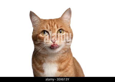 Ginger-Tabby-Katze mit weißer Brust und Zunge, die leicht herausragt und auf die Kamera auf weißem Hintergrund im Studio-Porträt blickt Stockfoto