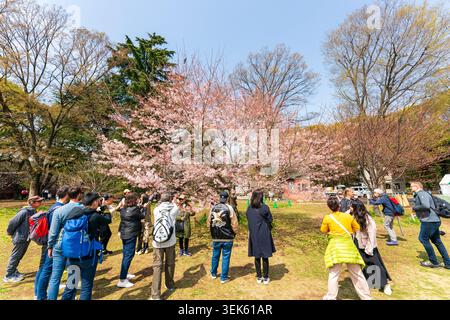 Menschen, Japaner und Touristen, machen Fotos von einem Kirschblütenbaum im Ueno Park in der Frühlingssonne. Stockfoto