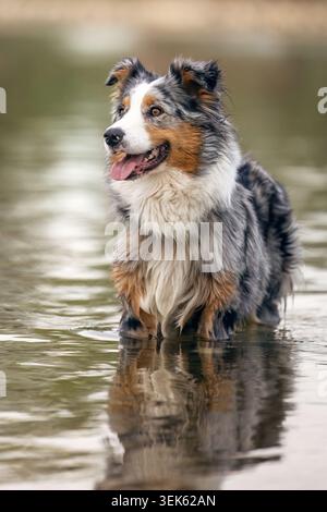 Australischer Schäferhund im flachen Wasser mit Reflexion auf der Calm Lake-Oberfläche Stockfoto