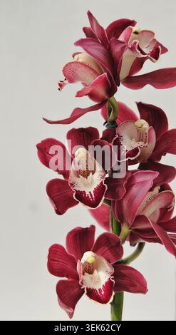 Dunkelrote Cymbidium-Orchideenspitze mit mehreren Blüten und cremegefleckter Labellum vor hellem Hintergrund, Jardim Botânico, Rio de Janeiro, Brazi Stockfoto