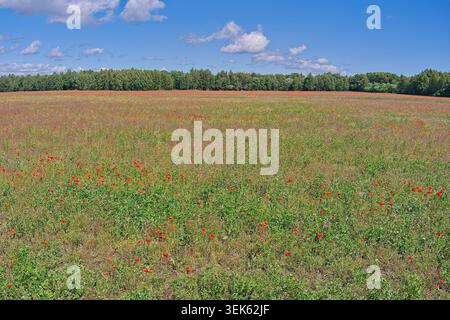 Großes Feld blühender Gemeiner Mohnblumen (Papaver rhoeas), auch bekannt als Getreidemohn oder Maismohn im Sommer mit Wolken am Himmel, Saaremaa. Stockfoto