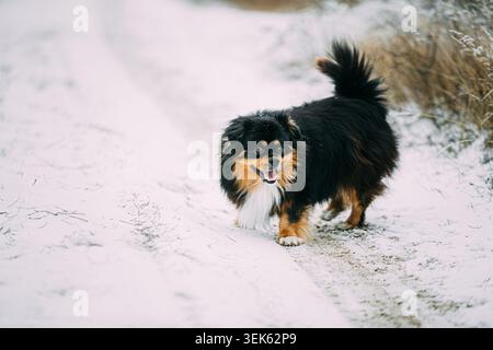Flauschiger Mischlingshund, der auf einem schneebedeckten Pfad in Richtung Kamera läuft Stockfoto