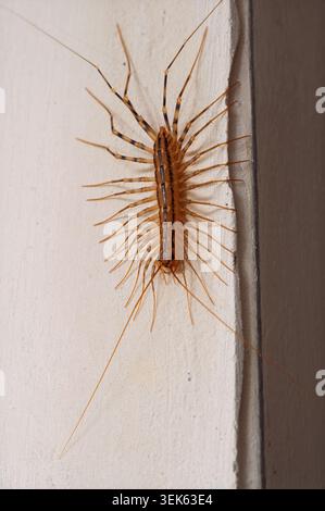 Nahaufnahme eines Tausendfüßlers mit langen Antennen und Beinen, die an einer Wand krabbeln Stockfoto