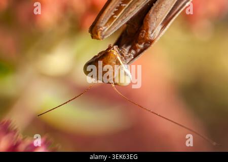 Makroaufnahme eines betenden Mantiskopfes mit grossen zusammengesetzten Augen und empfindlichen Antennen Stockfoto