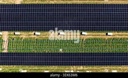 Luftaufnahme eines sich ausdehnenden Solarparks mit installierten und ungedeckten Panels Stockfoto